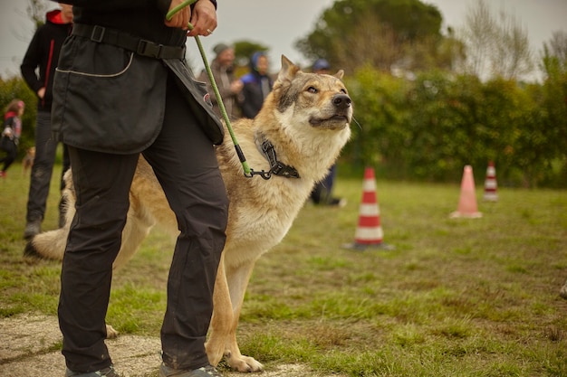 Wolfshund an der Leine im Park