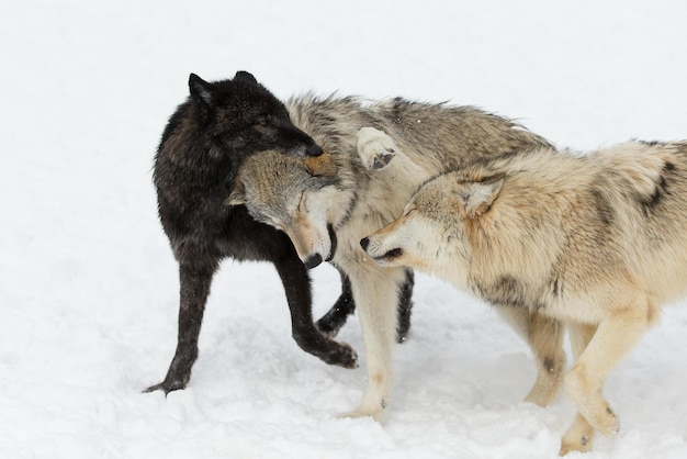 Wolfsrudel ein Rudel Wölfe Wolfsrudel im Wald