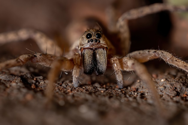 Wolfsspinne der Familie Lycosidae