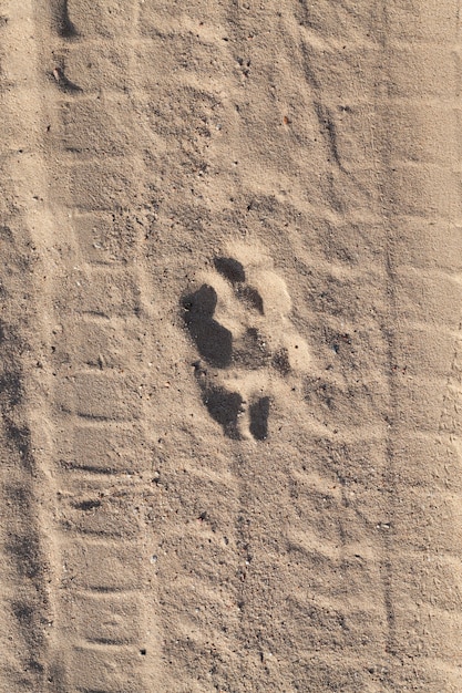 Wolfsspur auf dem Sand auf der Straße vom Sand, Foto Nahaufnahme