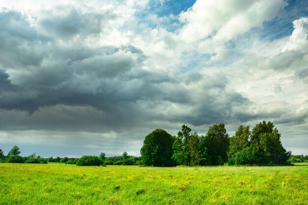 Foto wolke mit regen, grünen laubbäumen und sonniger lichtung