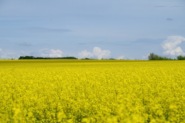 Wolken am blauen Himmel über landwirtschaftlichem Rapsfeld