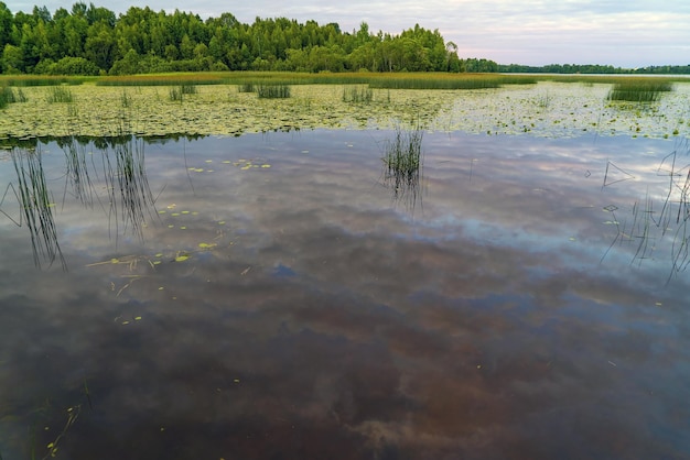 Wolken spiegeln sich in der Wasseroberfläche Lake Vrevo Alexandrovka Leningrader Gebiet