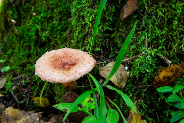 Wolliger Milchmann Lactarius Torminosus im Herbstwald. Der Pilz ist essbar. Besser geeignet zum Einmachen.