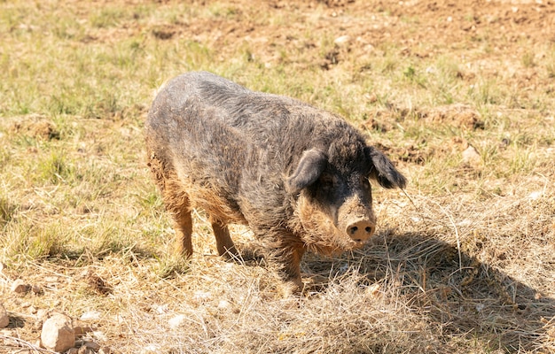 Wolliges Schwein im Gras in freier Wildbahn