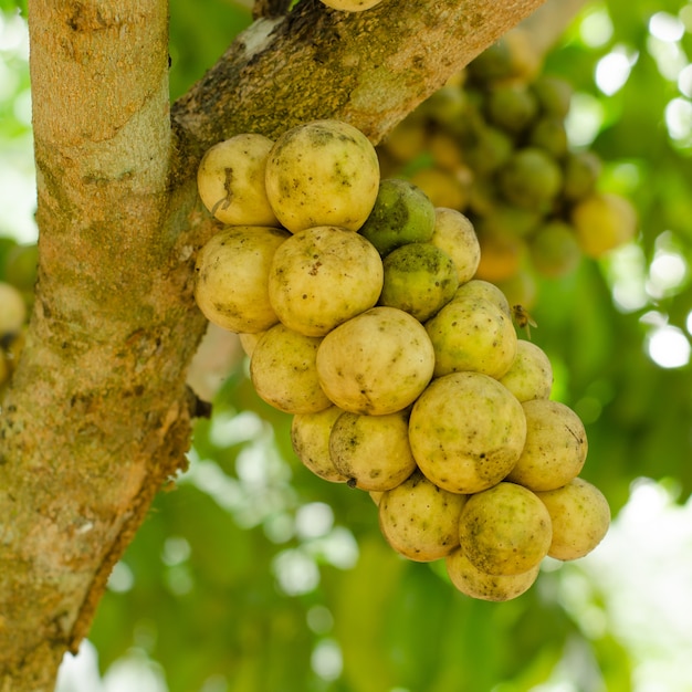 Wollongong, der auf Baum (Lansium domesticum) wächst