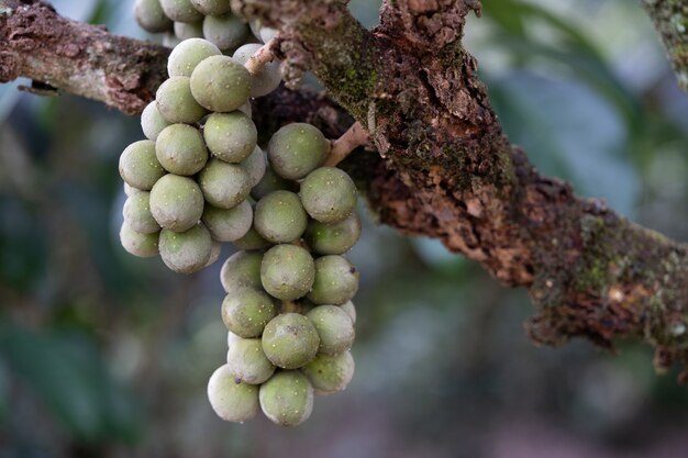 Wollongong fresco y verde, fruta tropical longkong (Lansium)