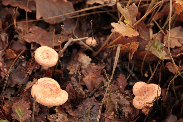 Wolly Milkcaps Lactarius torminosus