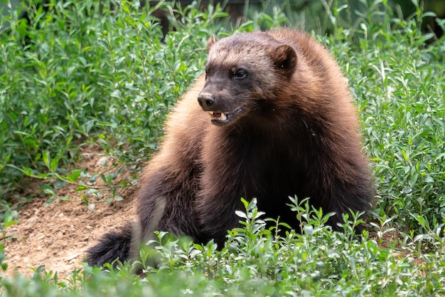 Wolverine Gulo gulo sitzt auf einer Wiese, auch Vielfraß Carcajou Stinktierbär oder Quickhatch genannt