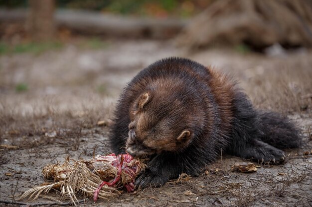 Wolverine. ¿Qué es esto?