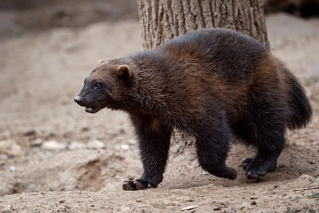 Wolverine siberiano Gulo Gulo na natureza