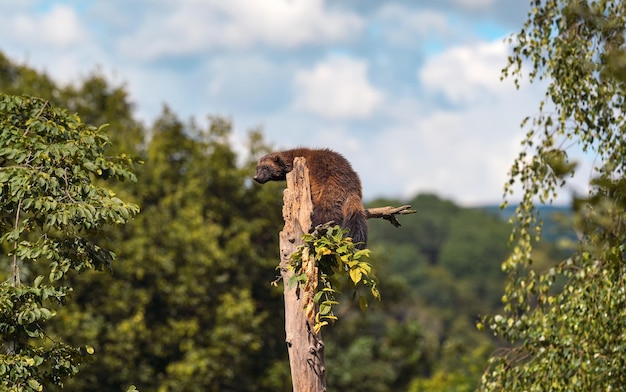 Wolverine, também conhecido como wolverene - Gulo gulo - descansando em cima de uma árvore seca, floresta turva e fundo do céu