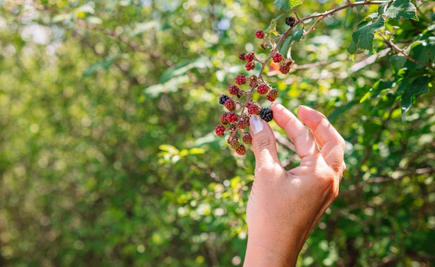 Woman39s handpflücken Brombeeren