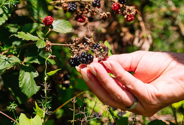 Woman39s mano recogiendo moras