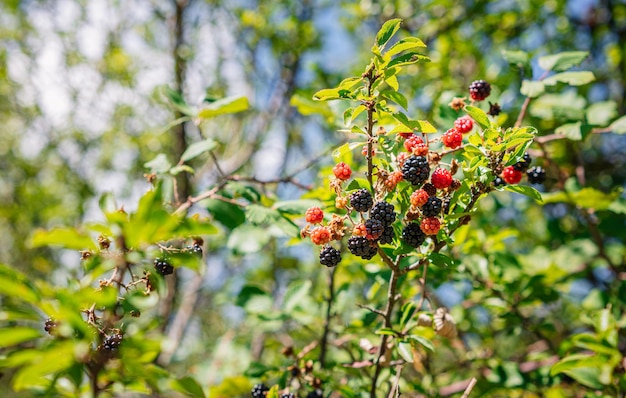 Woman39s mano recogiendo moras