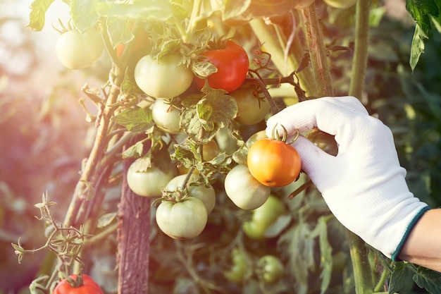 Womans Hände ernten frische Bio-Tomaten in ihrem Garten Mädchen im Gewächshaus Tomaten pflücken