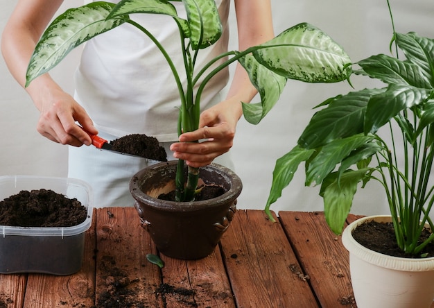 Womans manos trasplantar una planta en una nueva maceta Spathiphyllum Dieffenbachia maculata