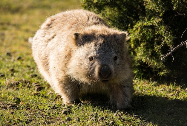 Wombat en la isla de María en Tasmania