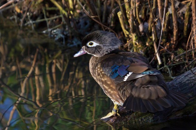 Wood Duck Aix sponsa