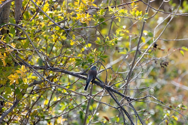 Wood-Pewee Ocidental (Contopus sordidulus)