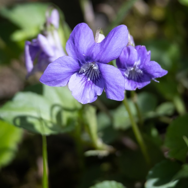 Wood Violet Viola riviniana RCHB florece en el sol de primavera cerca de East Grinstead