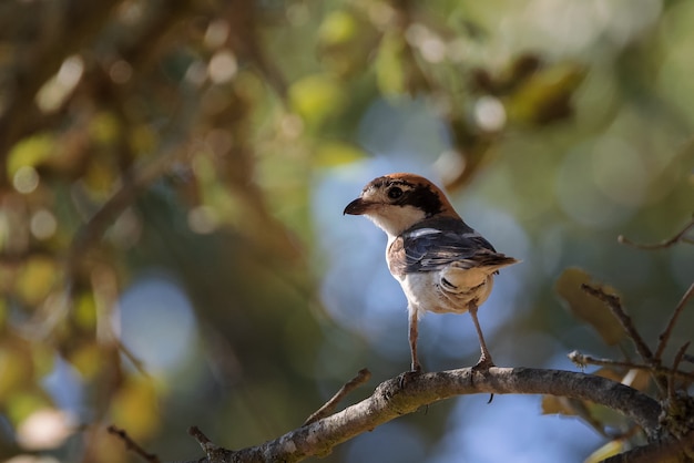 Woodchat actuación en `` The Shrike '' Lanius senador pájaro hembra en su entorno natural