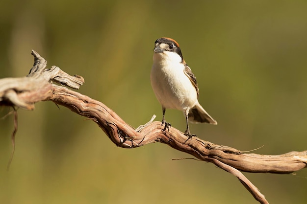 Woodchat actuación en "The Shrike" macho en una percha en su territorio de cría en un bosque mediterráneo