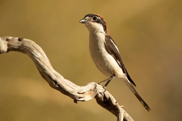 Woodchat pica seu território de reprodução dentro de uma floresta mediterrânea com as primeiras luzes