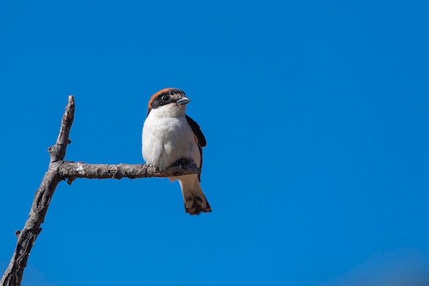 Woodchat picanço Lanius senador Málaga Espanha