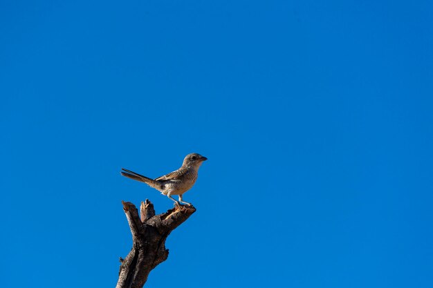 Woodchat Shrike Lanius senador Málaga España