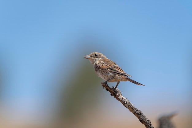 Woodchat Shrike Lanius senador Málaga España