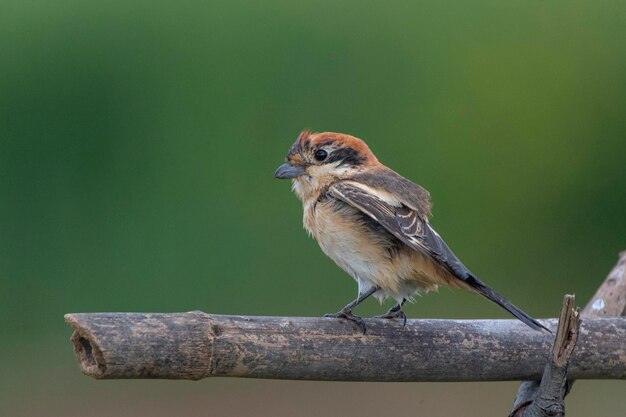 Foto woodchat shrike lanius senator malaga spanien