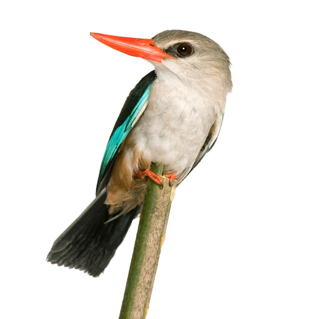 Woodland Kingfisher - Halcyon senegalensis isoliert.