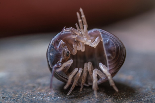 Woodlouse, isópode, sendo uma bola