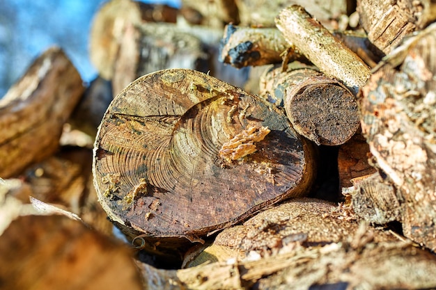 Woodpile woodpile na natureza