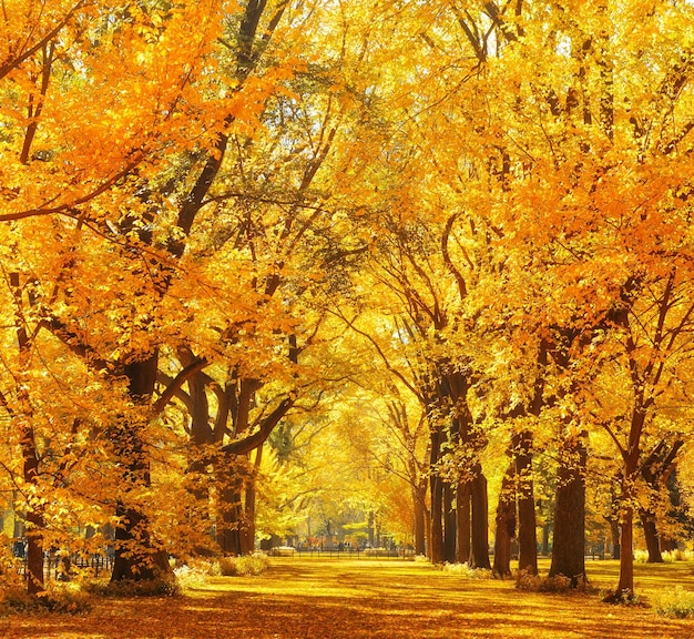 Foto woods e folhagem de outono no central park, no centro de nova york
