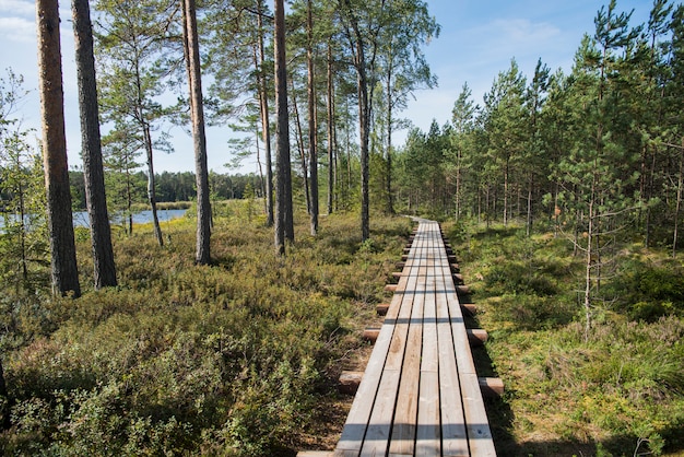 Woody Road Walk im Sumpf am sonnigen Sommertag.