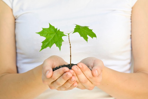 Wooman sosteniendo una planta entre las manos en blanco