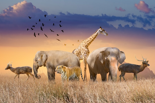 World Wildlife Day Am Abend, wenn die goldene Sonne schien, versammelten sich Gruppen wilder Tiere in großen Herden auf freiem Feld.