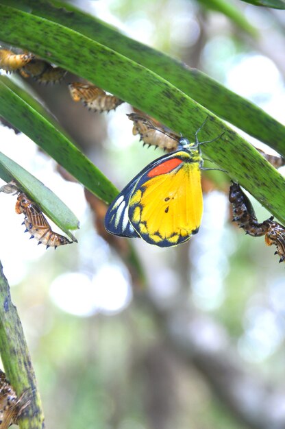 Foto worm borboleta renascer