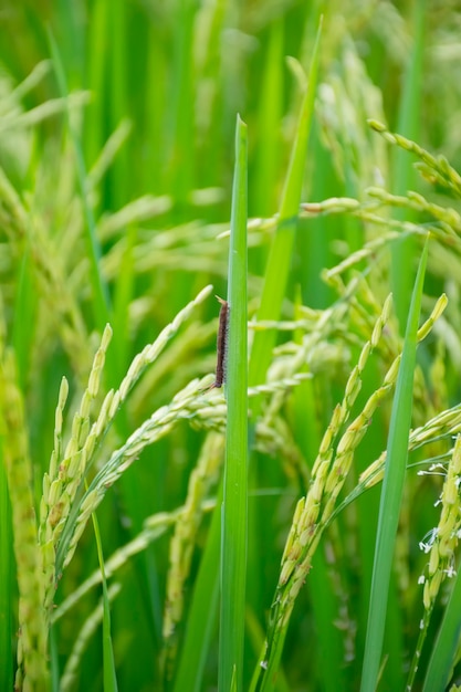 Worms que se alimentam de plantas de arroz