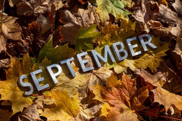 Wort September mit silbernen Metallbuchstaben auf gefallenen Ahornblättern auf dem Herbstwaldboden gelegt