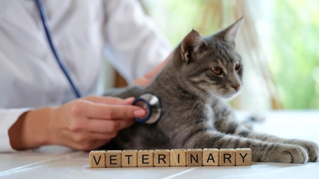 Worttierarzt aus Holzwürfeln gegen Tierarzt mit Stethoskop, der Katze zuhört