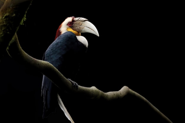 Wreathed Hornbill hockt auf einem Ast auf schwarzem Hintergrund