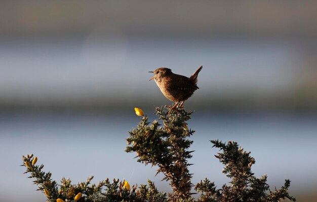 Wren cantando desde lo alto de un arbusto