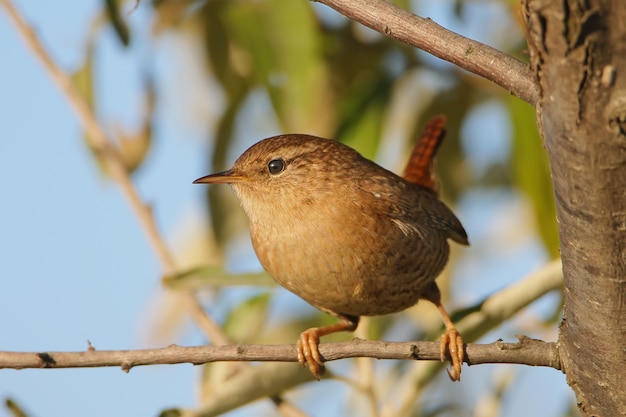 Wren closeup retrato à luz do amanhecer