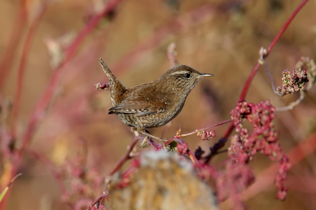 Wren en colores rojos