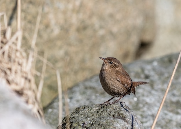 Wren eurasiático, trogloditas trogloditas. Pájaro sentado en una roca mirando a la izquierda, copie el espacio en el lado izquierdo.