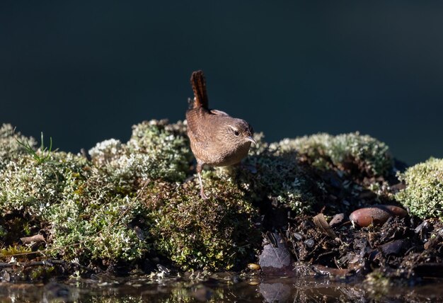 Wren de invierno Troglodytes troglodytes sobre un fondo verde roca