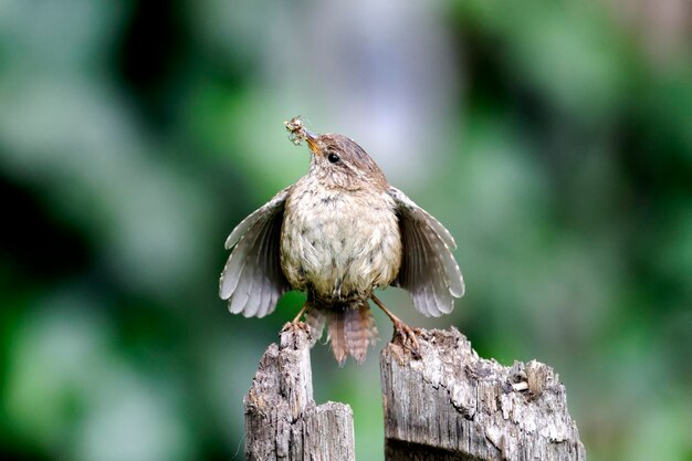 Foto wren troglodytes troglodytes ave única en la rama que se exhibe en la urraca por el nido warwickshire